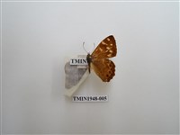 藏品(玉山幽眼蝶)的圖片